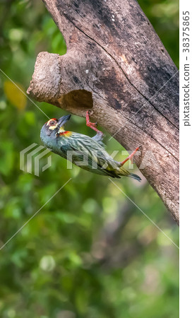 Bird (Coppersmith barbet) at hollow tree trunk 38375865