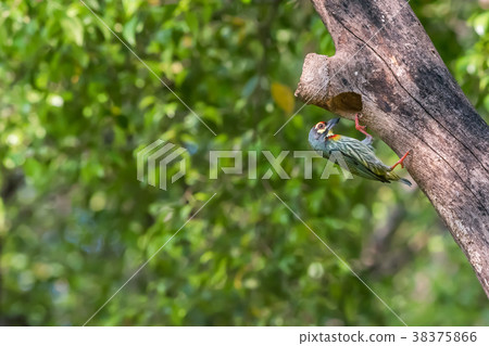 Bird (Coppersmith barbet) at hollow tree trunk Bird (Coppersmith barbet) at hollow tree trunk 38375866