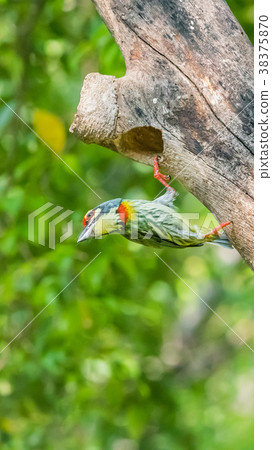 Bird (Coppersmith barbet) at hollow tree trunk Bird (Coppersmith barbet) at hollow tree trunk 38375870
