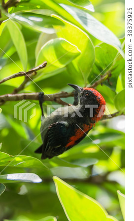 Bird (Scarlet-backed Flowerpecker) in nature wild 38375925