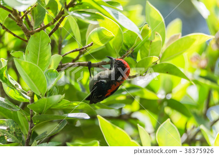 Bird (Scarlet-backed Flowerpecker) in nature wild 38375926