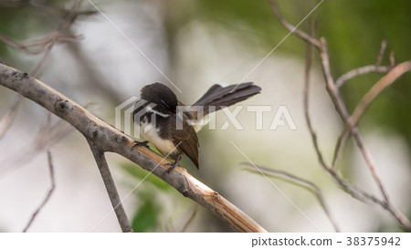 Bird (Malaysian Pied Fantail) in a nature wild 38375942