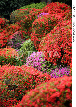 Azalea 3 38375975