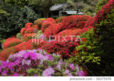 Azalea 4 Azalea 4 38375976