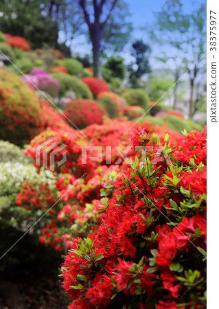 杜鵑花5 杜鵑花5 38375977