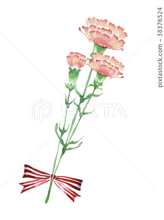 Carnation pink watercolor illustration - Stock Illustration [38376524 ...