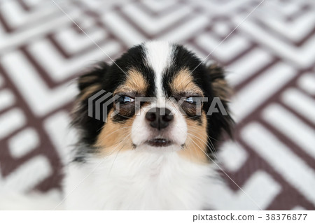Sleepy tiny chihuahua dog portrait looking camera. Sleepy tiny chihuahua dog portrait looking camera. 38376877
