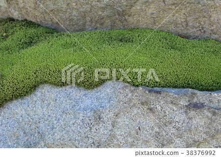 Stone and moss 38376992