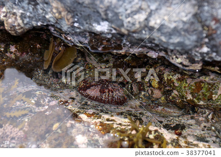 Abalone Nagareko Tokubushi Abalone Nagareko Tokubushi 38377041