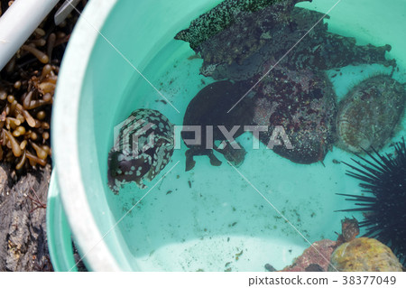 Abalone Nagareko Tokubushi 38377049