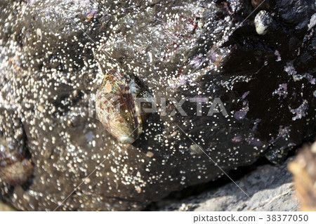 Abalone Nagareko Tokubushi Abalone Nagareko Tokubushi 38377050