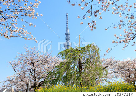 隅田公園春天三泉瀑布櫻桃樹落葉樹千年櫻花項目 38377117