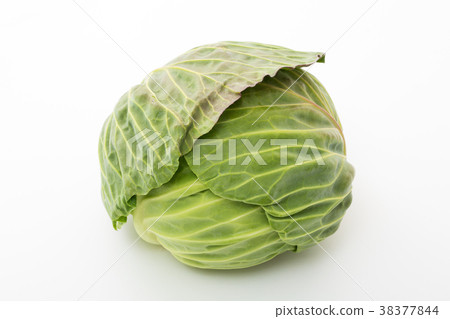 捲心菜 38377844