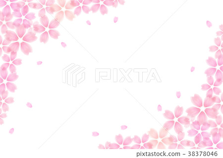 Cherry blossom spring white background 38378046
