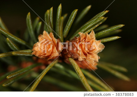 自然植物德國雲杉，冬天新芽。像玫瑰花一樣的美，但是初夏真正的花開 38378083