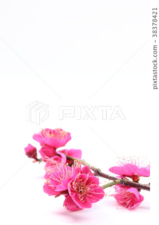 Plum blossom Plum blossom 38378421