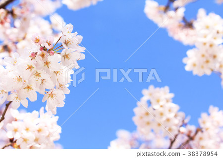 Cherry blossoms / blue sky back 02 Cherry blossoms / blue sky back 02 38378954