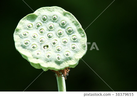 Shikao Ancient Forest Lotus Flower of Ancient Lotus Garden (flowers after the petals are scattered) 38379655