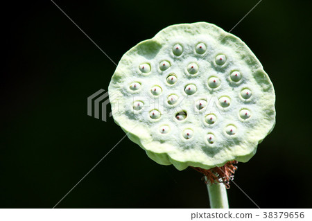 Shikao Ancient Forest Lotus Flower of Ancient Lotus Garden (flowers after the petals are scattered) 38379656