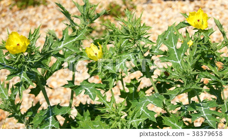 16: 9 thistle: dumplings 38379658