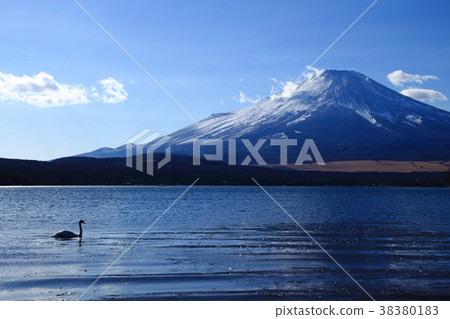 Mount Fuji, Lake Yamanaka, Plain Area, Swan, 38380183