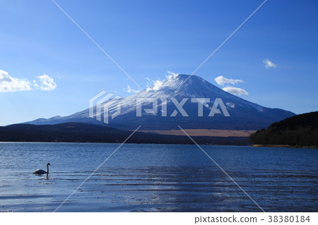 富士山,山中湖,平原地區,天鵝 富士山,山中湖,平原地區,天鵝 38380184