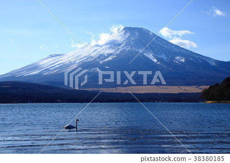 Mount Fuji, Lake Yamanaka, Plain Area, Swan 38380185