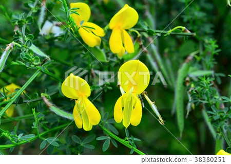 Enishida Enishida 38380251