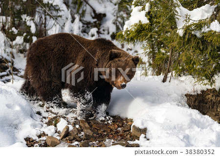 Wild brown bear in winter forest Wild brown bear in winter forest 38380352
