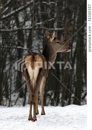 Deer in winter forest Deer in winter forest 38380387