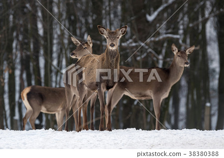 Deer in winter forest Deer in winter forest 38380388