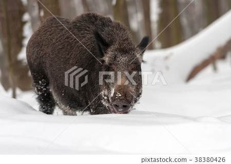 Wild boar in winter forest Wild boar in winter forest 38380426
