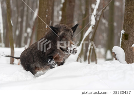 Wild boar in winter forest 38380427