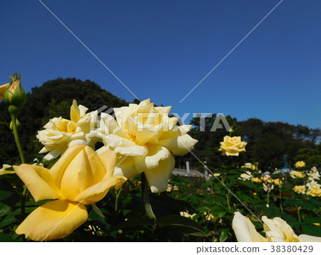 玫瑰天津少女 38380429