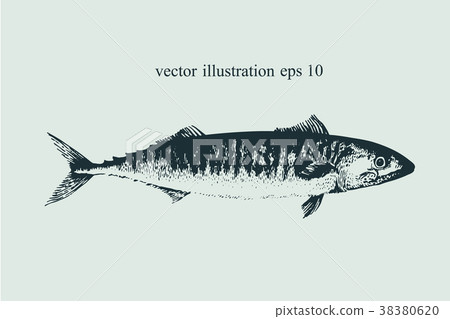 Mackerel. Hand drawn retro vector illustration 38380620