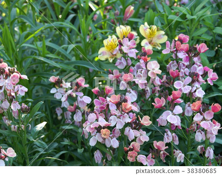 Wall flower 38380685