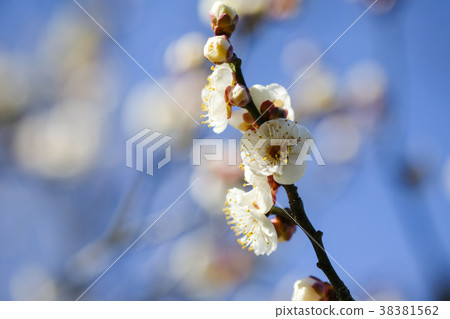 Hakuume plum blossoms paradise paradise 38381562