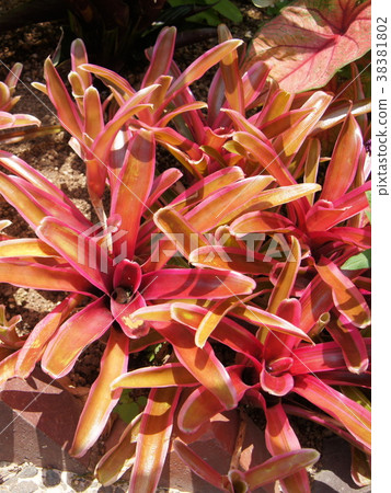 Neo Regeria: Fireball Neo Regeria: Fireball 38381802