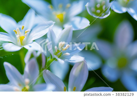 Snowflower Snowflower 38382129