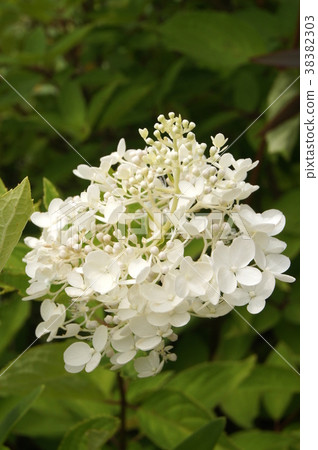 Nori Tougi Nori Tougi 38382303