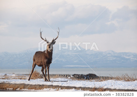 Ezo deer Ezo deer 38382828