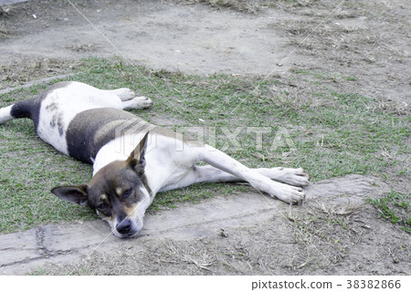 Sleepy dog lying on the ground 38382866
