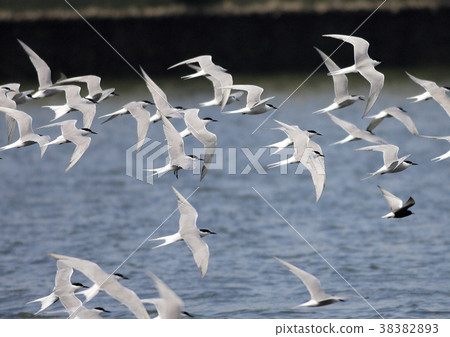A tern 38382893