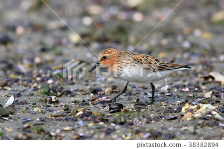 本年 本年 38382894