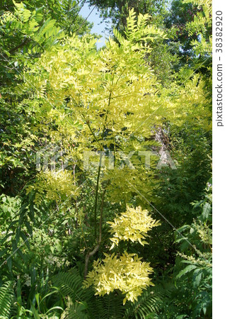 Freesia: fake acacia Freesia: fake acacia 38382920