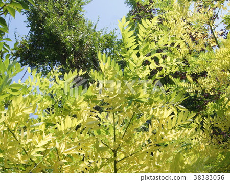 Freesia: fake acacia 38383056