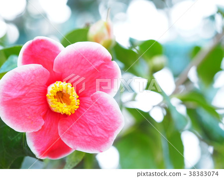 Camellia flower 38383074