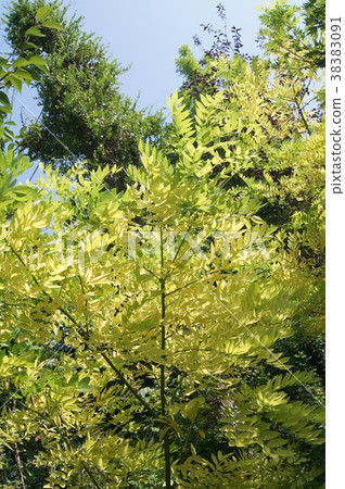 Freesia: fake acacia Freesia: fake acacia 38383091