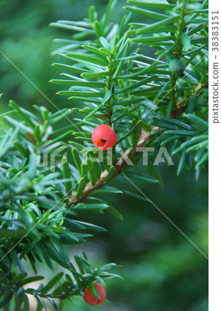 紫杉花的語言是“悲傷” 38383151