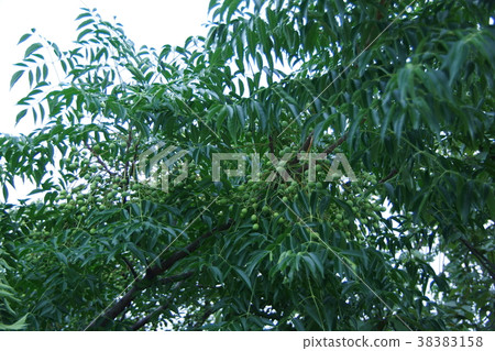 茴香的果實 38383158